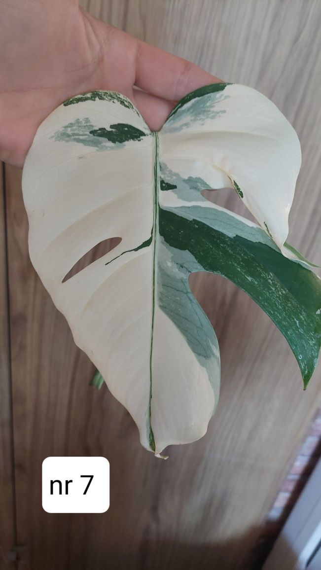 Monstera variegata albo