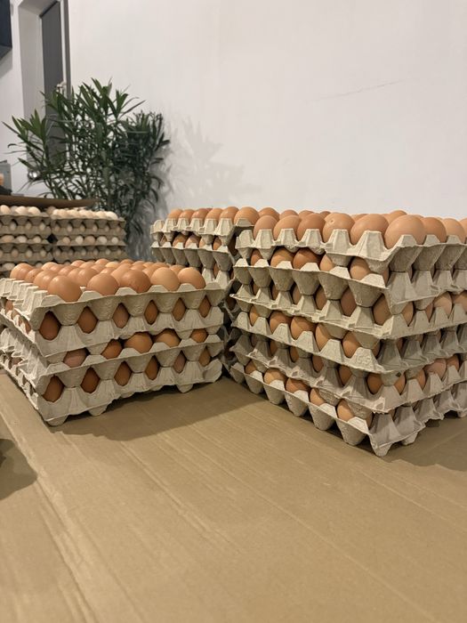 jajka L wolny wybieg Brązowe