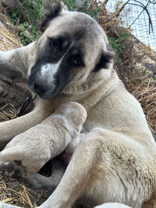 Цуценята породи Алабай