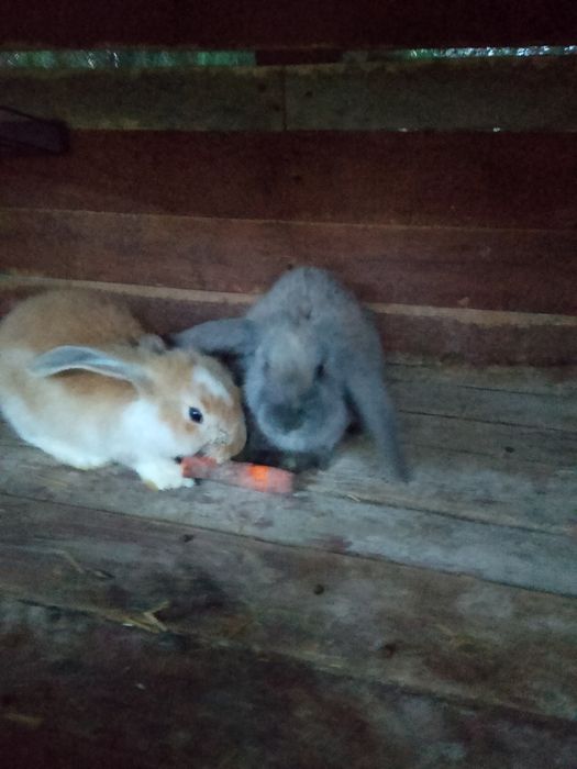 Baran francuski samczyk