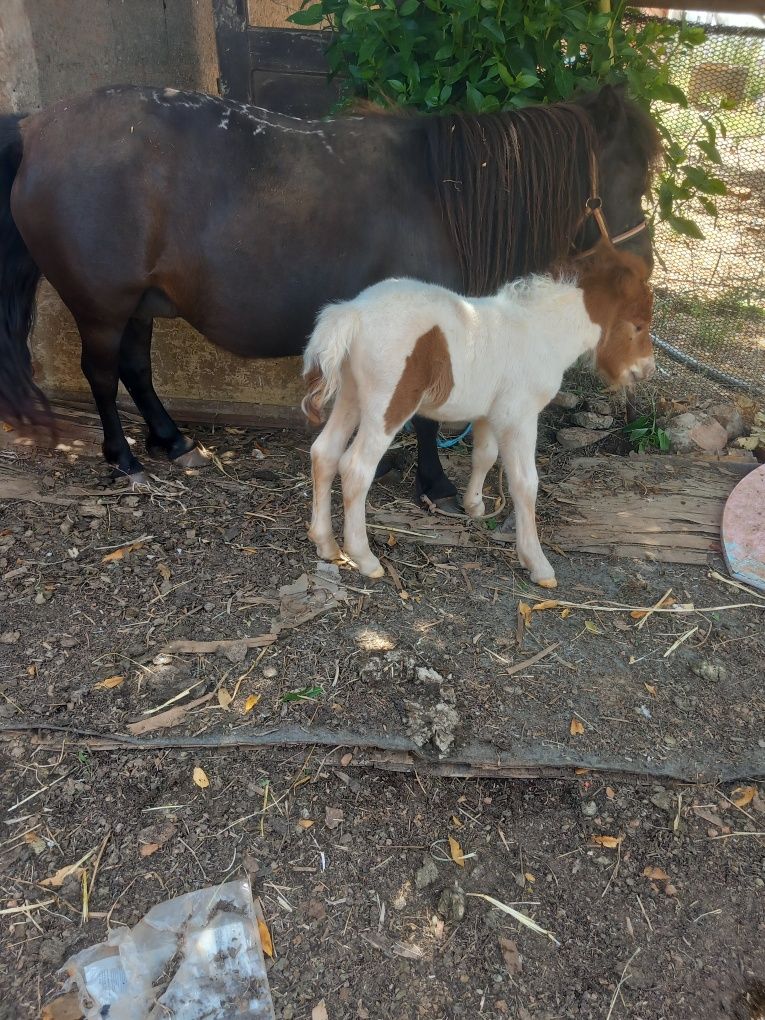 Ponei preta olhos azuis