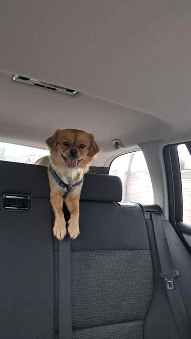 Oddam za darmo Pieska