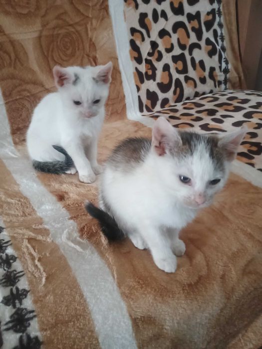 Kot Kotek Kotki Kotuś