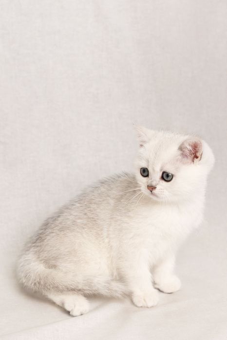 Кошеня британська срібна короткошерста шиншила