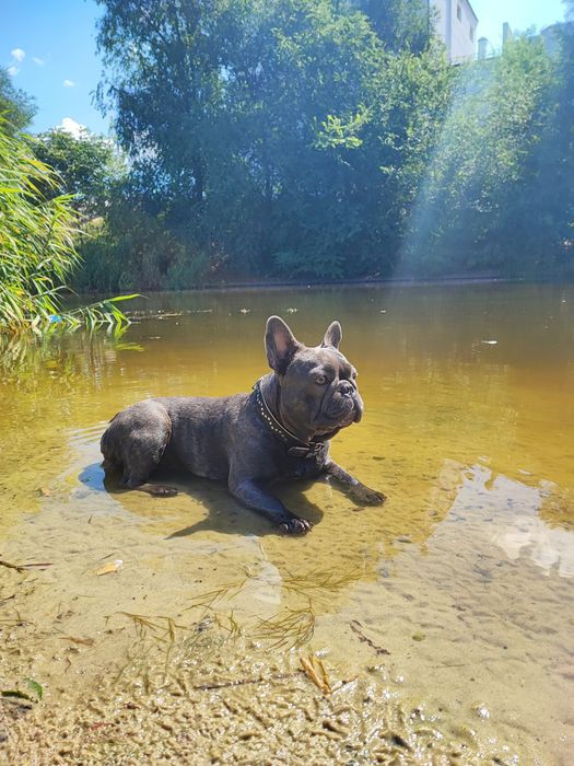 Кобель французского бульдога для вязки