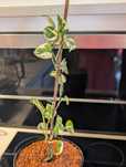 Epipremnum aureum 'N'joy' Epipremnum złociste
