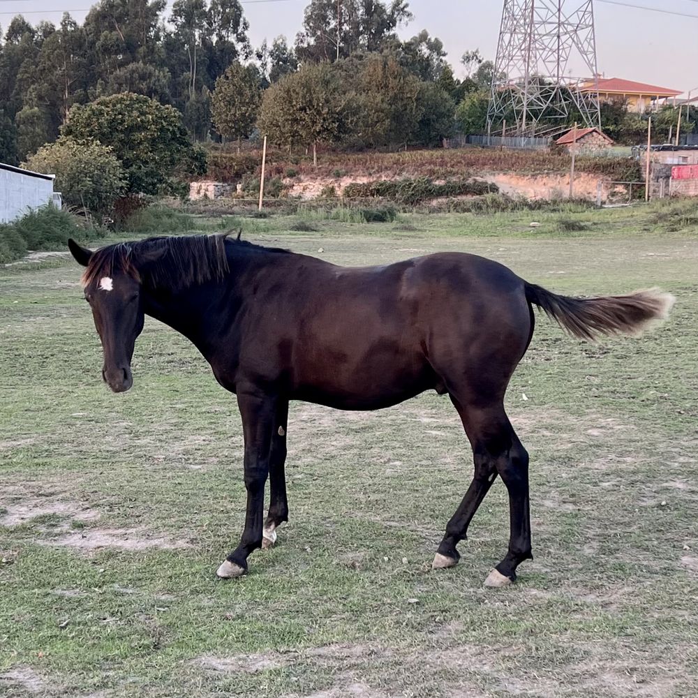 Cavalos Puro-Sangue Lusitano