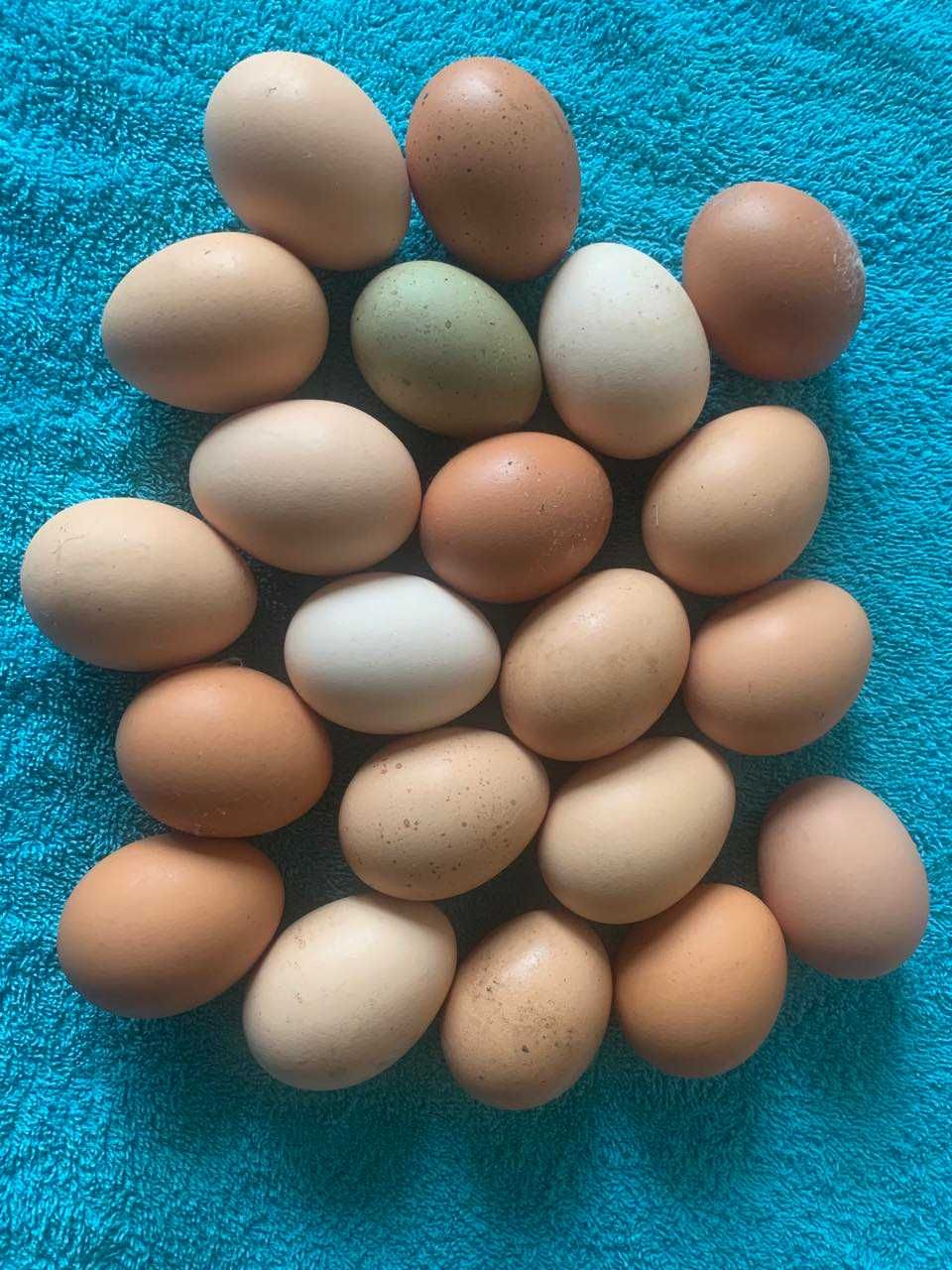 Яйця курячі куряче яйце