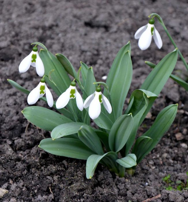 Przebiśnieg Elwesii