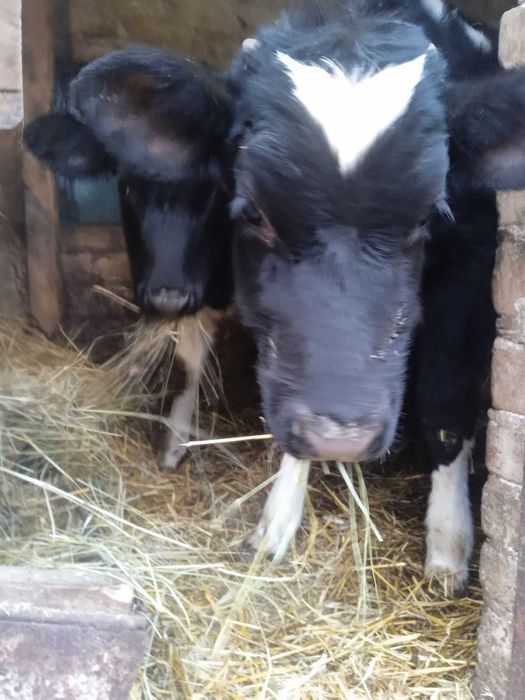 Продам 6-місячну теличку від гарної корови