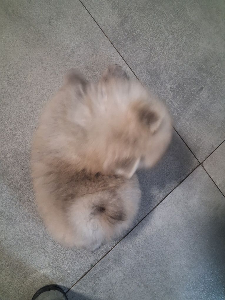 Szpic miniaturowy pomeranian
