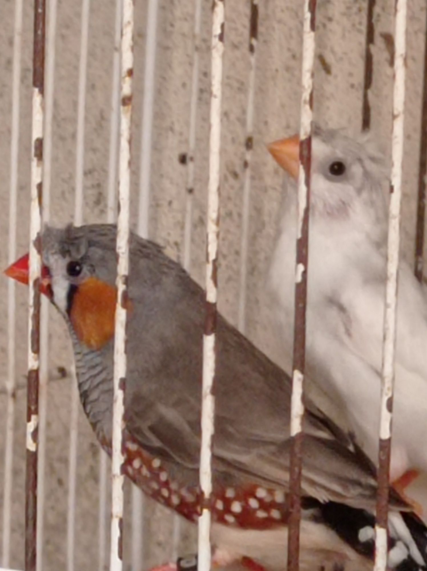 Vendo casal de bengalis a 10€ e mandarins de poupa 10€ normais a 6€