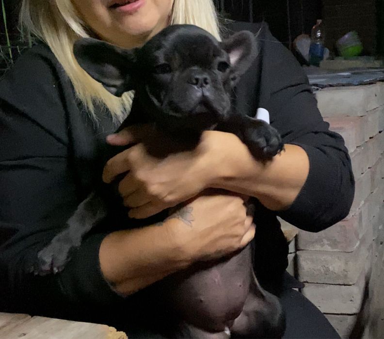 Дівчинка в чорному забарвленні солід