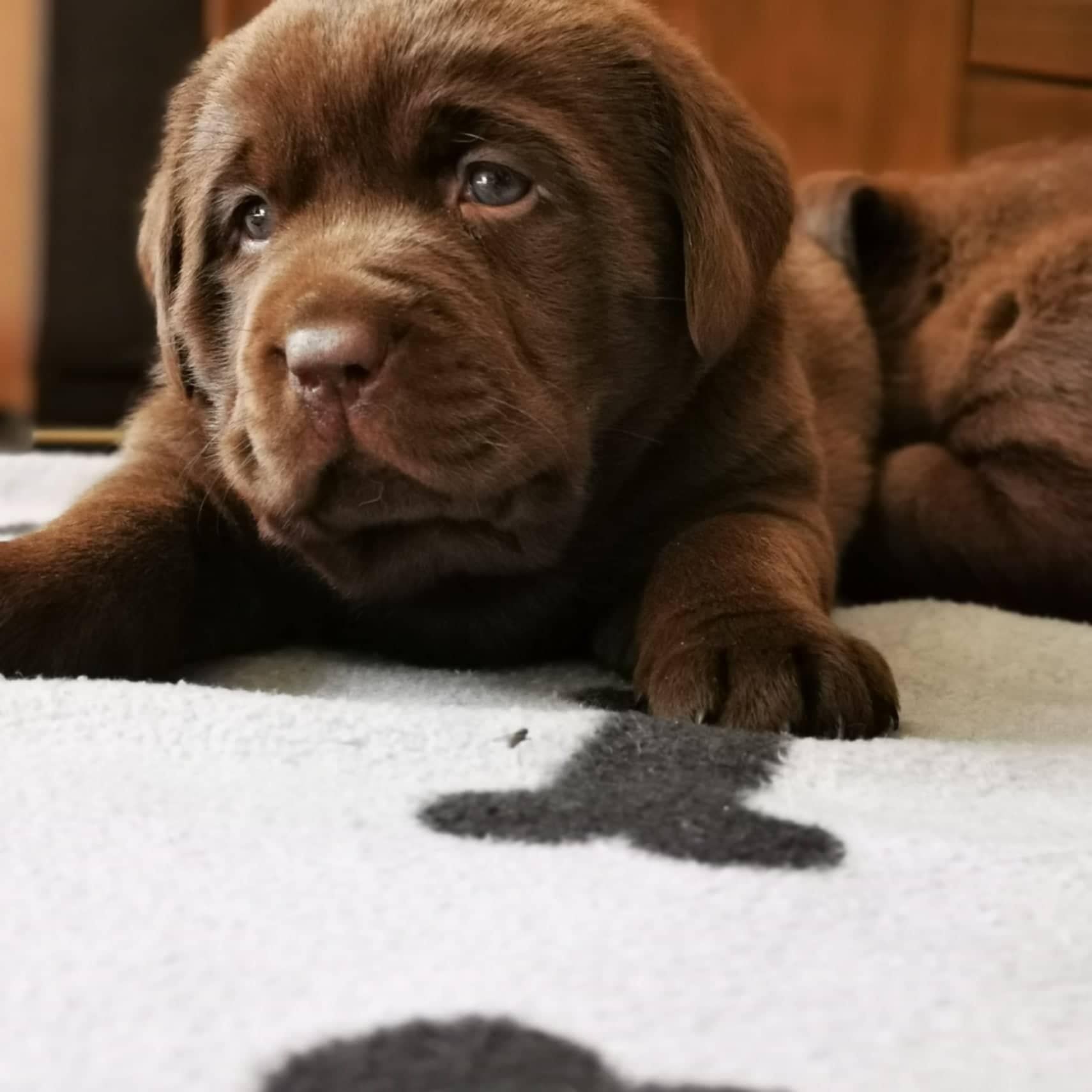 Labrador retriever