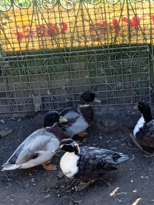 Kaczki mix call duck krzyżówka