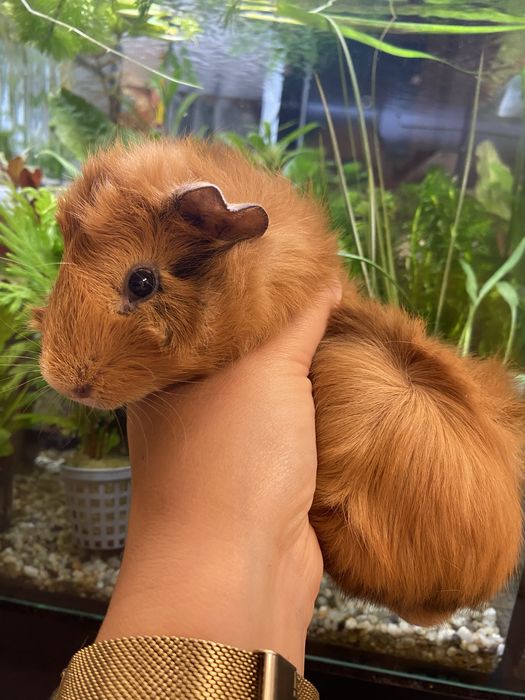 Świnka morska samiec rozetka rudy chłopczyk