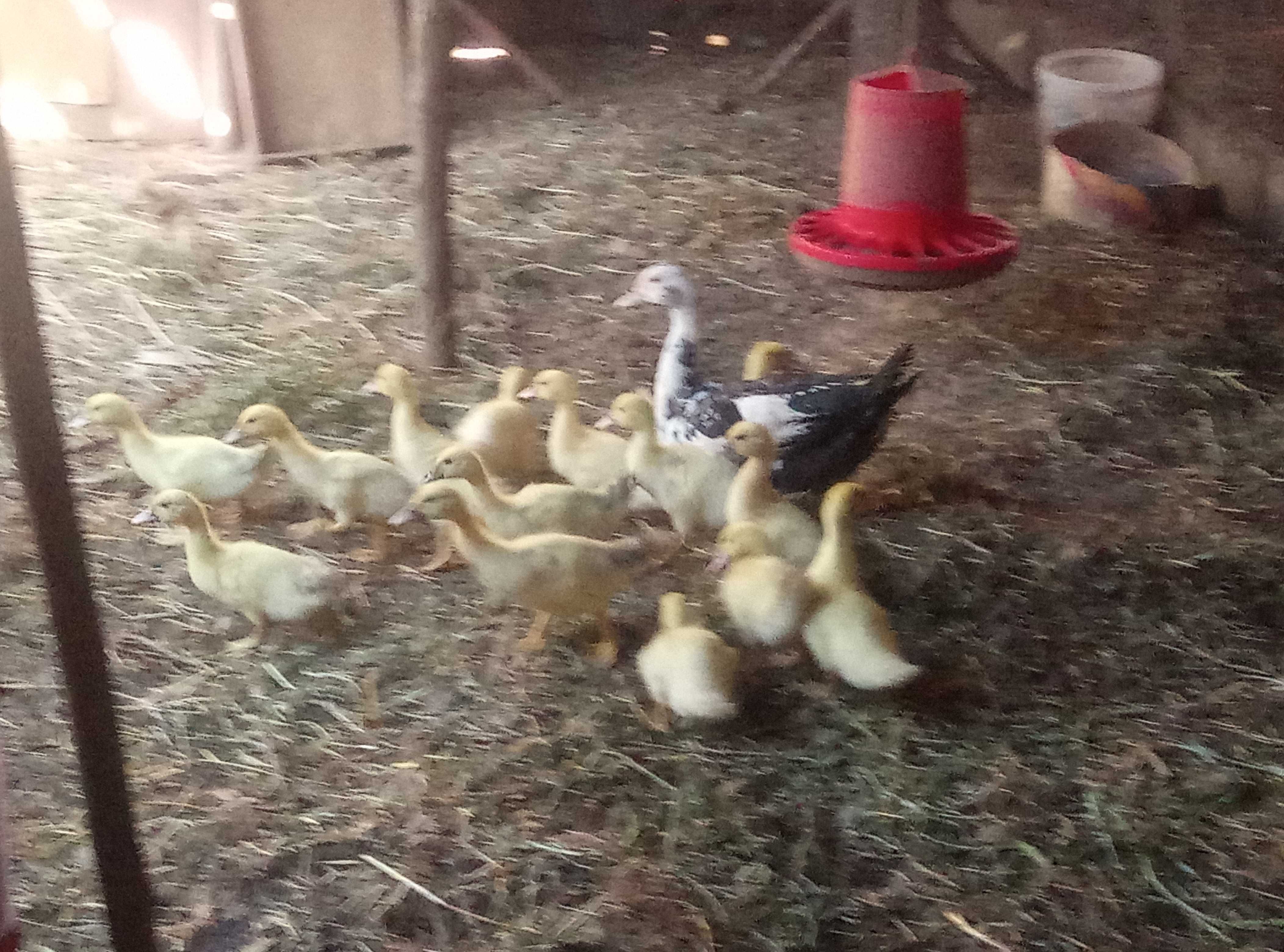 Patos mudos  bebés