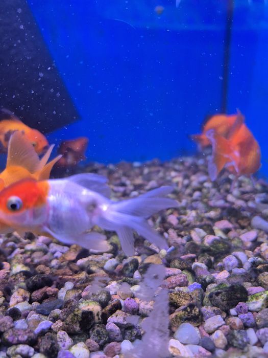 Welonka Kraków (Swoszowice)