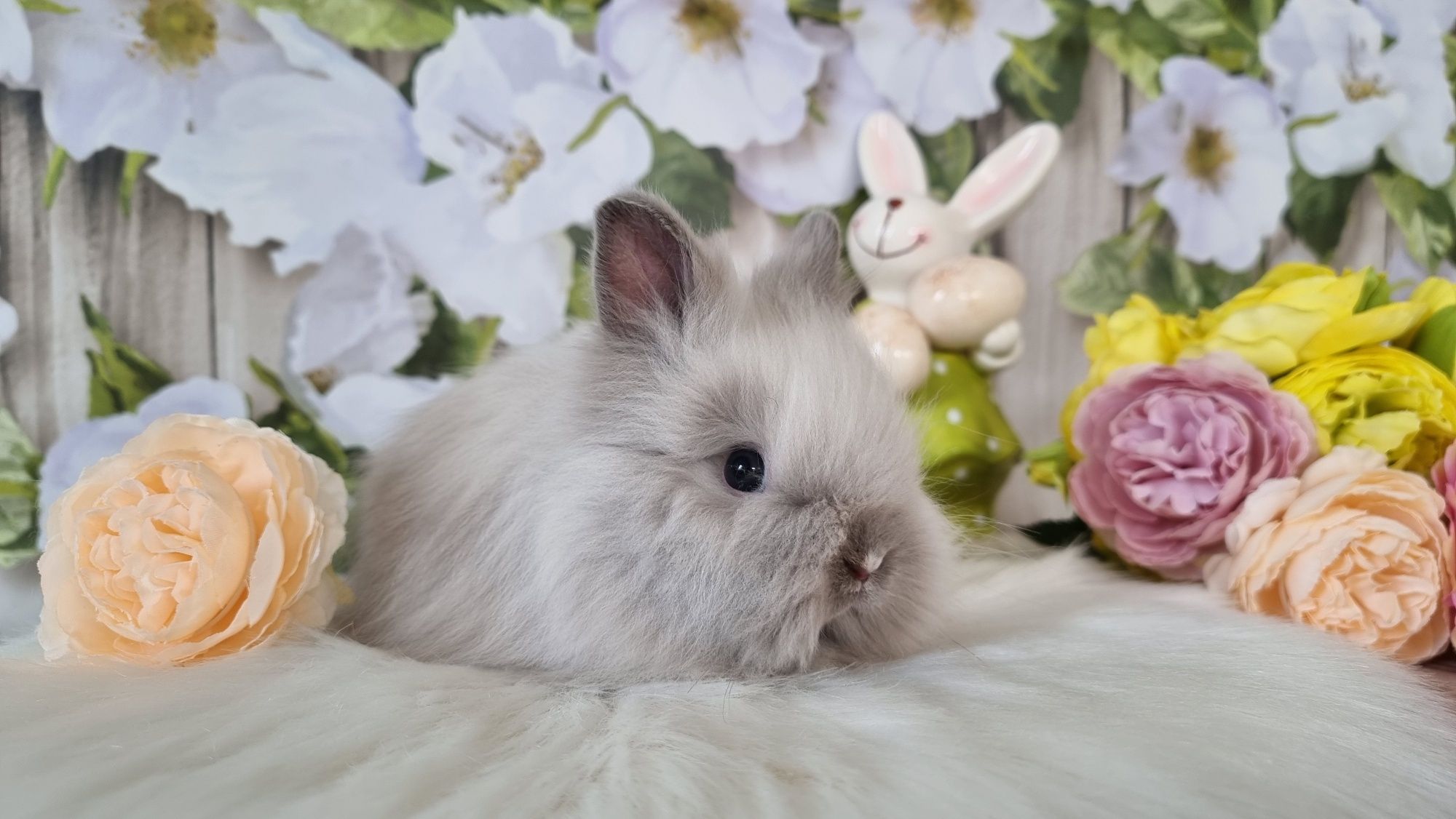 Śliczne króliczki karzełki Teddy zapraszam gotowe do odbioru