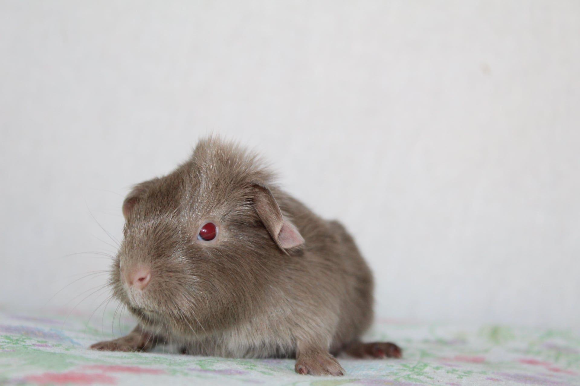 Self lilac świnka morska ,cavia domowa