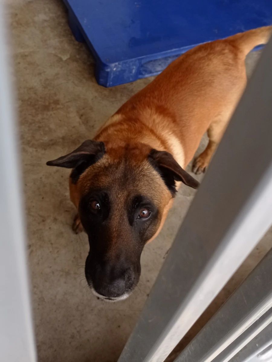 Aston w typie OB do adopcji!