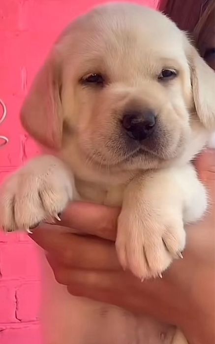 Лабрадор для вязки