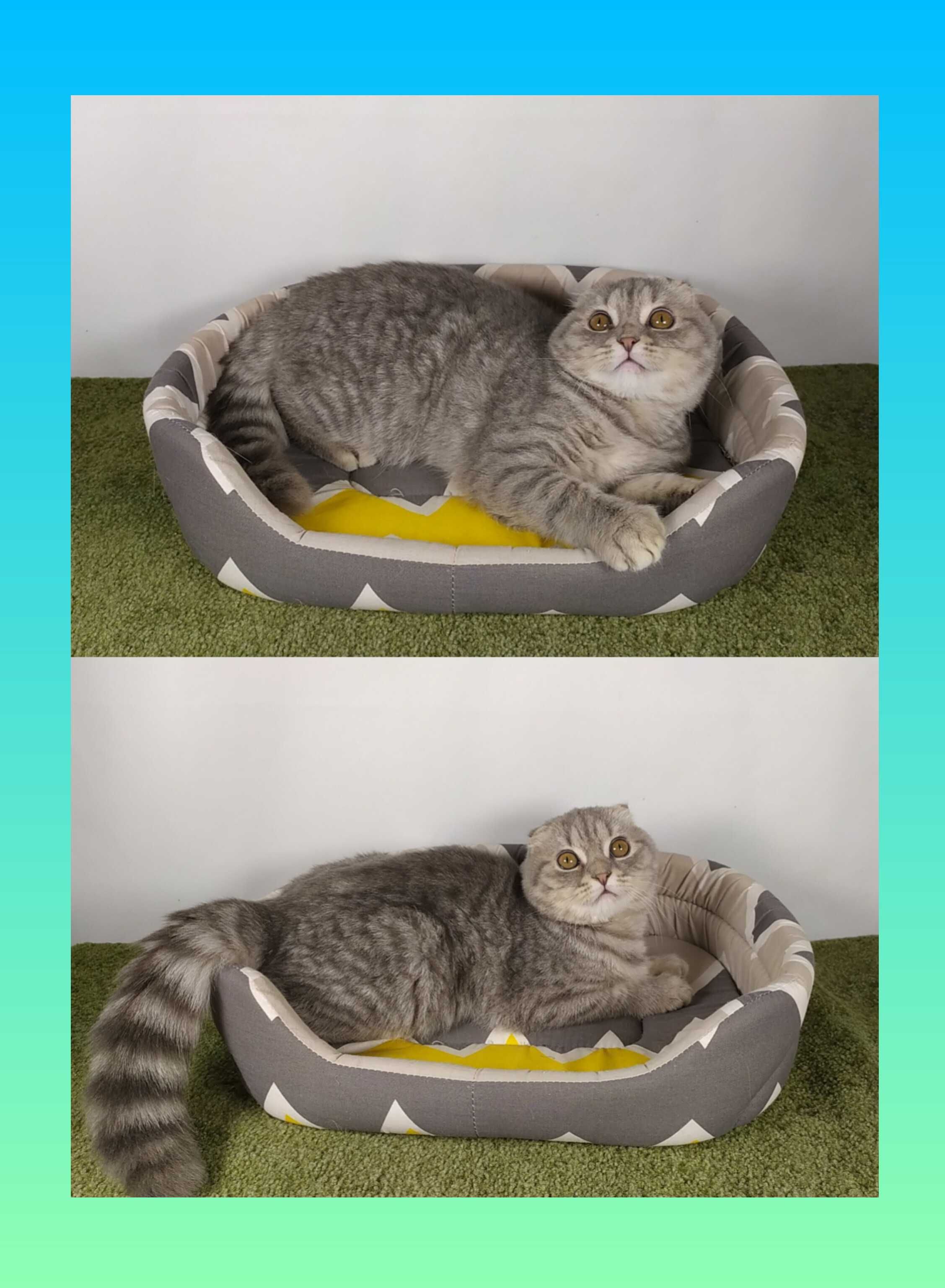 Котята Шотландские.