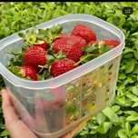 Умный холодильник 1,8 литра Tupperware