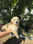 Golden Retriever com LOP