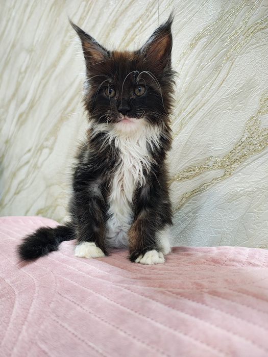 Kocurek Maine Coon gotowy do odbioru