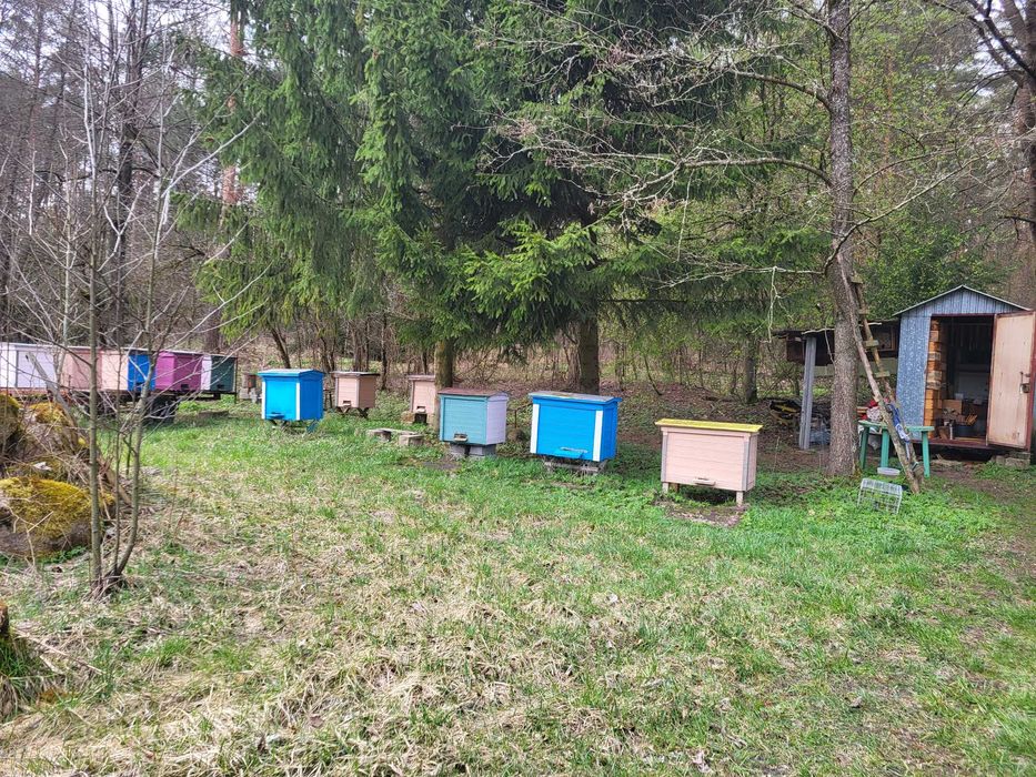 Sprzedam ule - warszawskie poszerzane (amerykany)