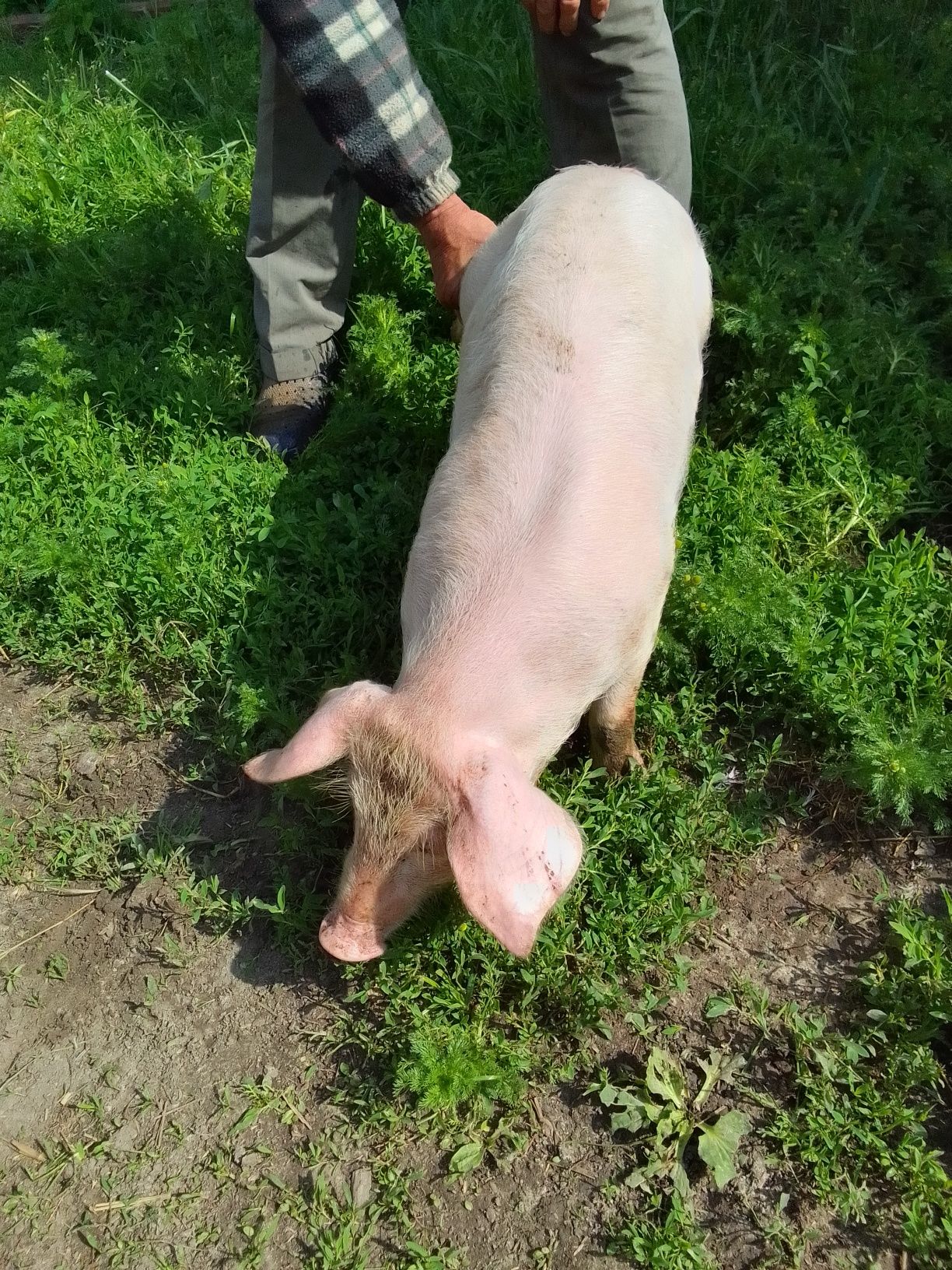 Sprzedam prosięta