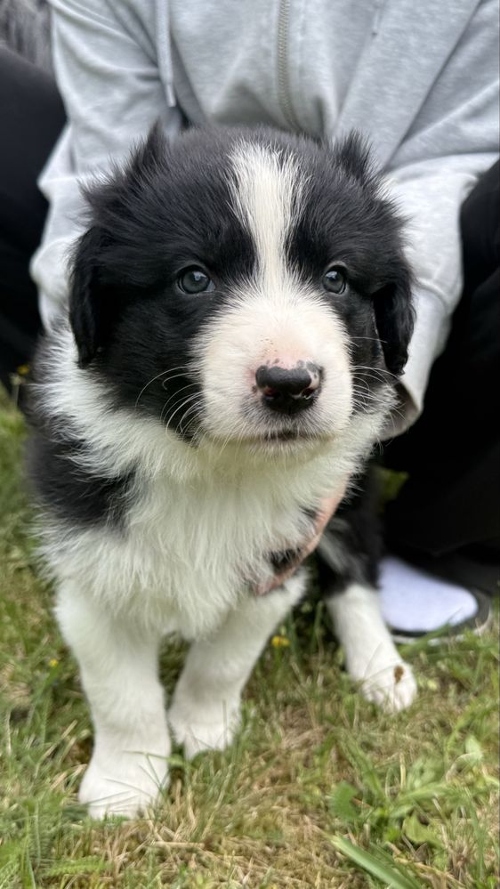 Border Collie - Leśna Polana