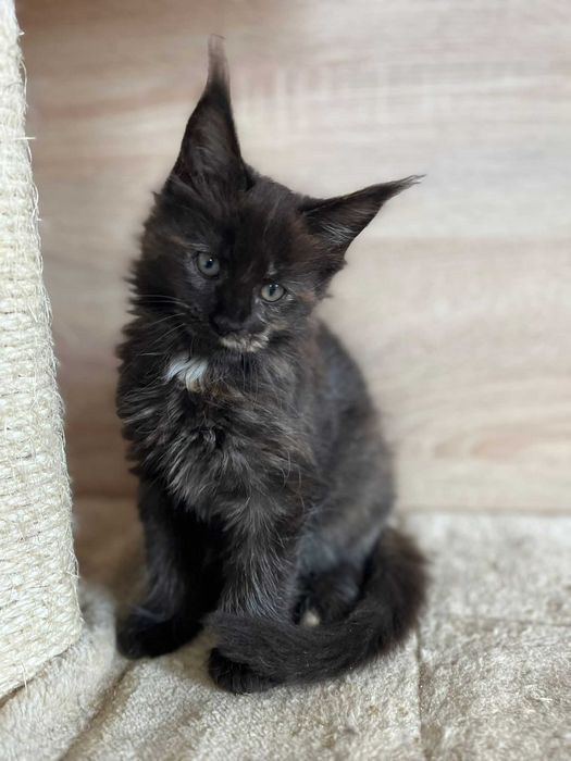 Kotka Maine coon f 09 linia shaded
