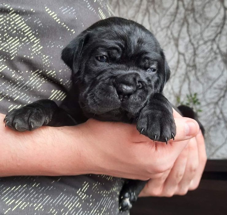 Cane Corso psy obronne