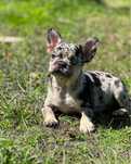 Bulldog Blake merle tan maravilhosa