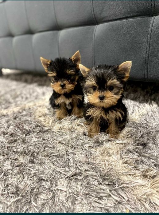 Йоркширський тер'єр міні