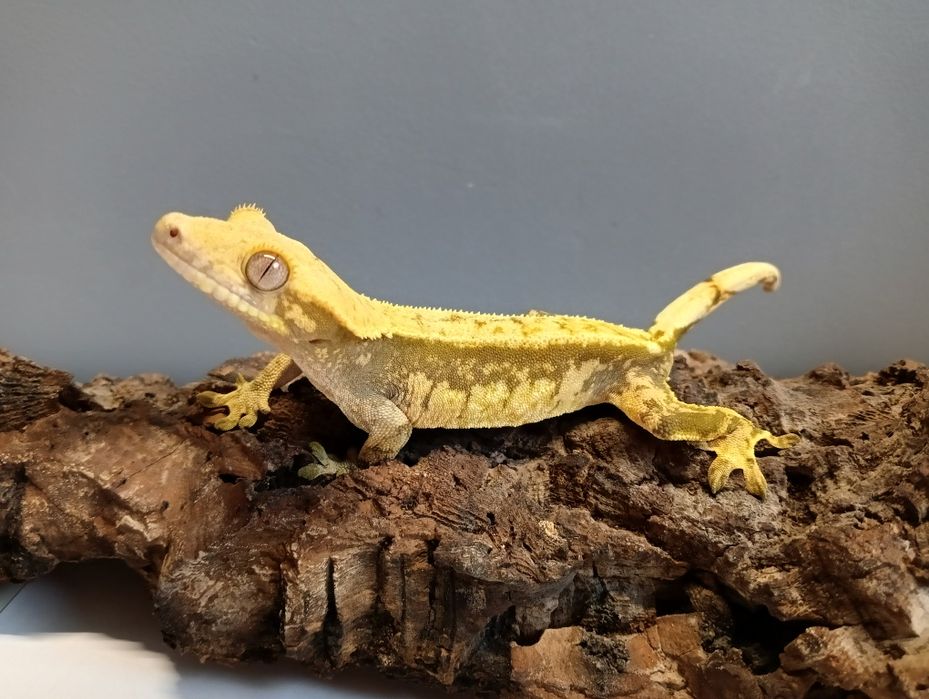 Gekon orzęsiony samica