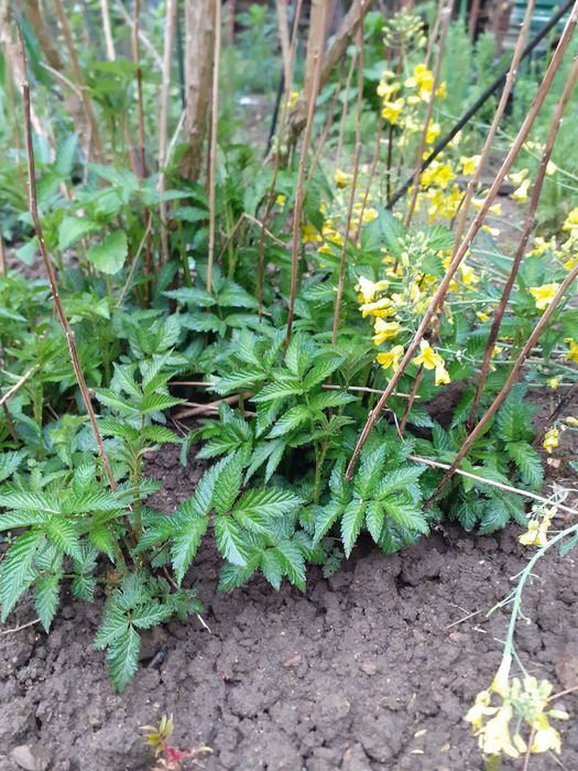 Malinotruskawka sadzonki z gruntu
