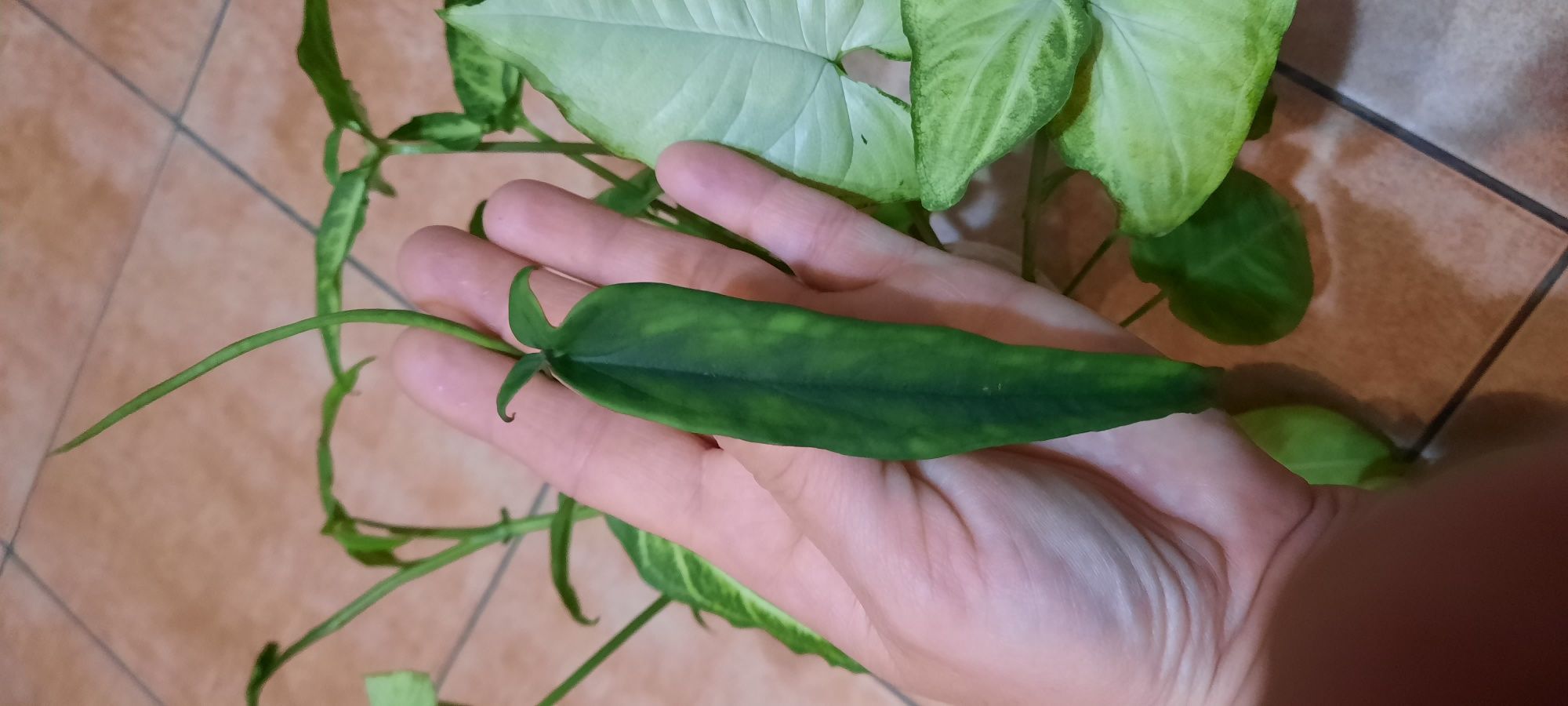 Syngonium cięte sadzonki