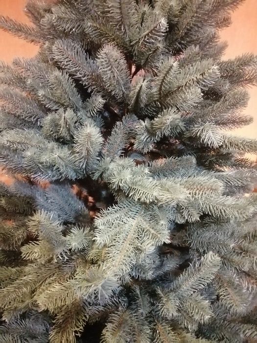 Kvazar Шикарная альпийская голубая елка