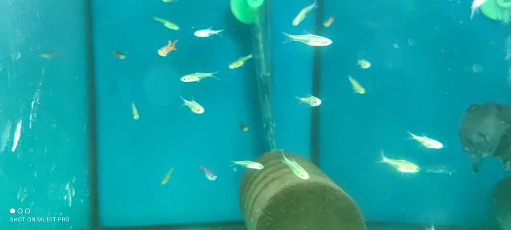 Microdevario  kubotai Aquafizz Creative