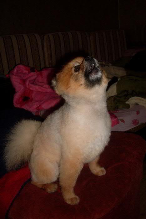 Вязка Померанского Шпица