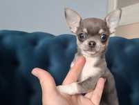 Chihuahua niebieski piesek rodowodowy.