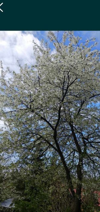 10 sadzonek wiśni bardzo dobra stara odmiana