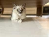 Ragdoll kotka blue mitted kot rodowód FPL Fife Fci gotowa do odbioru