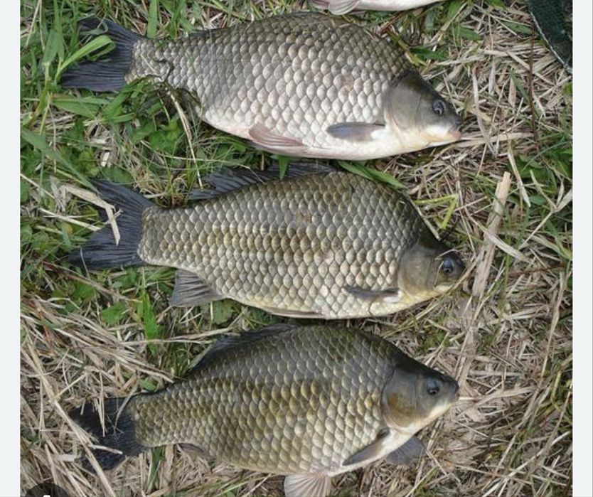 Karaś duży 0,4 - 1 kg