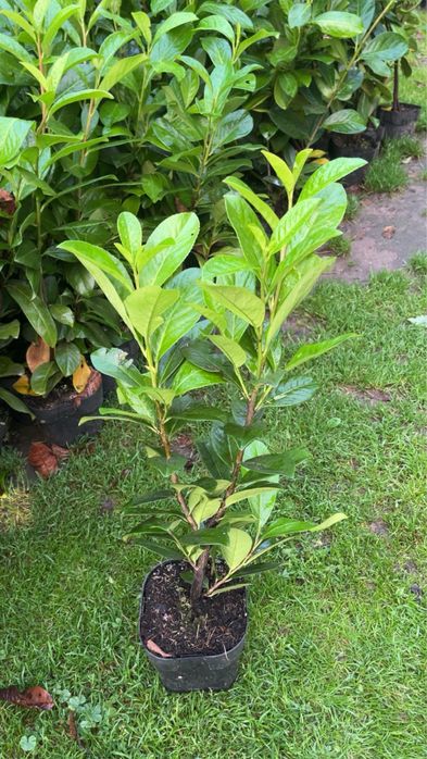 laurowisnia novita 60-90cm doniczka