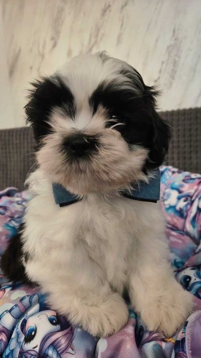 Olaf piesek Shih tzu gotowy do zmiany domku