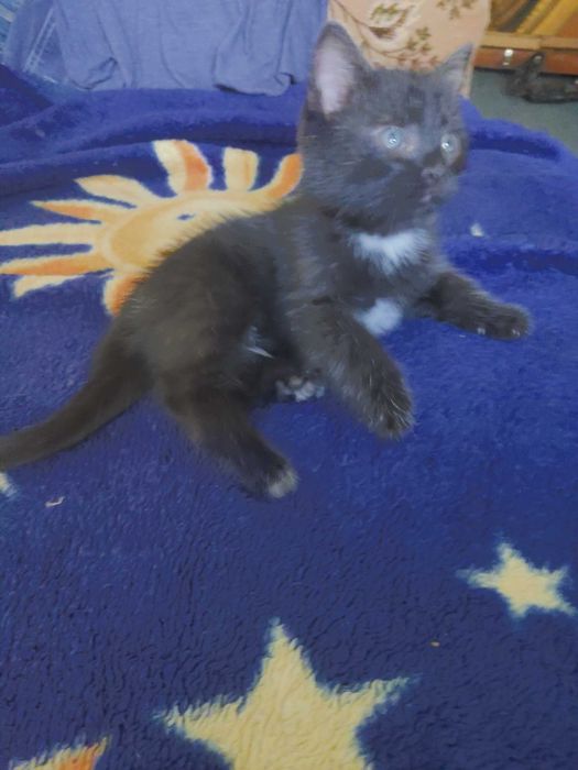 Kotki szukają domu.